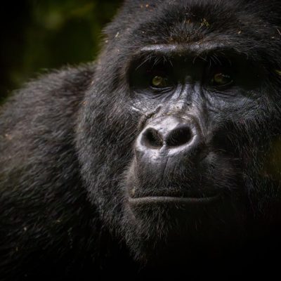 natures-pulse-gorilla-uganda-tour